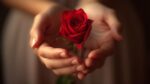 Une belle rose rouge tenue délicatement dans les mains d'une personne